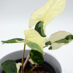 Syngonium podophyllym albo variegata