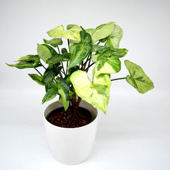 Syngonium 'Three kings'