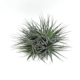 Tillandsia ‘Super Silver’ XL