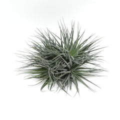 Tillandsia ‘Super Silver’ XL