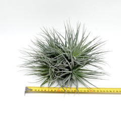 Tillandsia ‘Super Silver’ XL