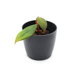 Philodendron ushanum