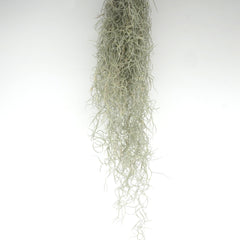 Tillandsia usneoides