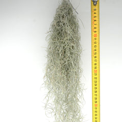 Tillandsia usneoides