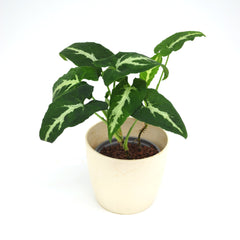 Syngonium wendlandii