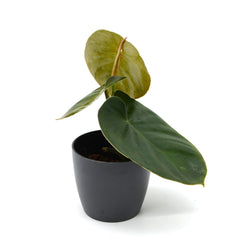Philodendron werneri