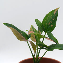 Syngonium podophyllum 'Pink splash'