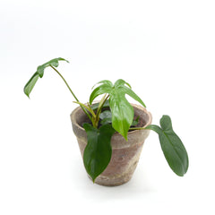 Philodendron pedatum