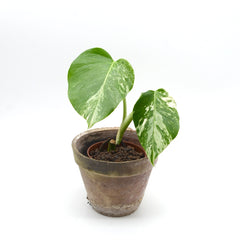 Monstera albo variegata