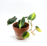 Philodendron hederaceum 'Brasil'