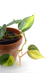 Philodendron hederaceum 'Brasil'