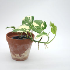 Epipremnum aureum 'N'joy'