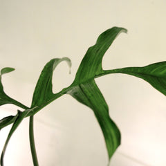 Philodendron pedatum 'Glad hands'