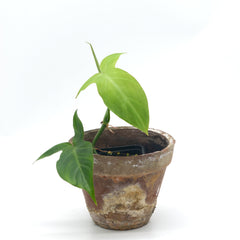 Philodendron camposportoanum