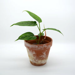 Philodendron ernestii