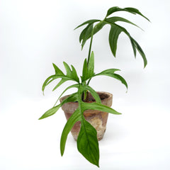 Philodendron pedatum 'Glad hands'