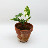 Syngonium podophyllym albo variegata