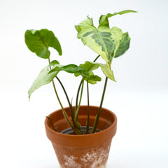 Syngonium 'Three kings'