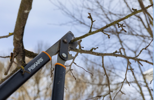 Miten me näemme pihan