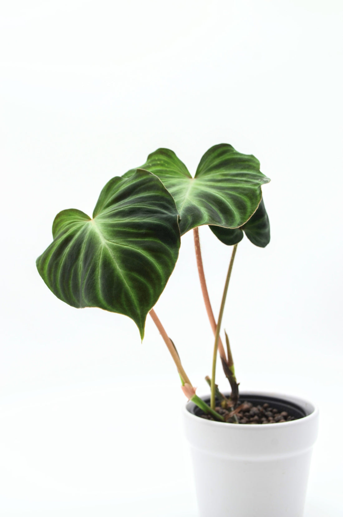 Philodendron