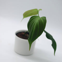 Philodendron camposportoanum