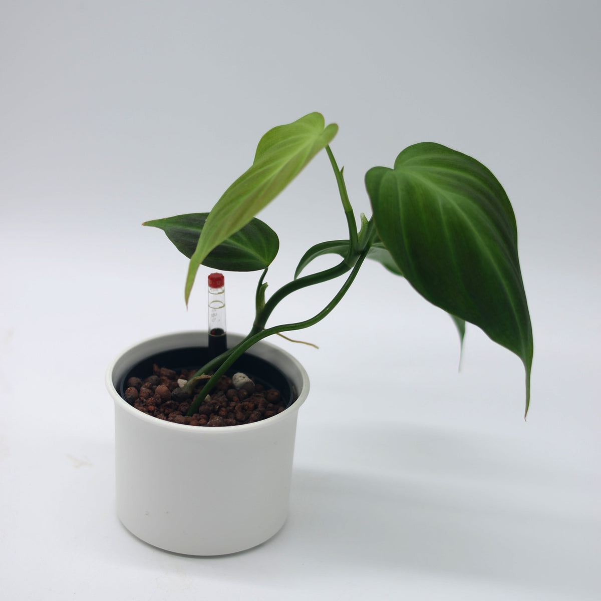 Philodendron camposportoanum