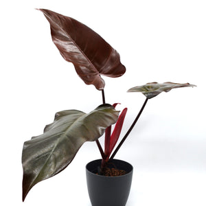 Philodendron erubescens 'Dark Lord'