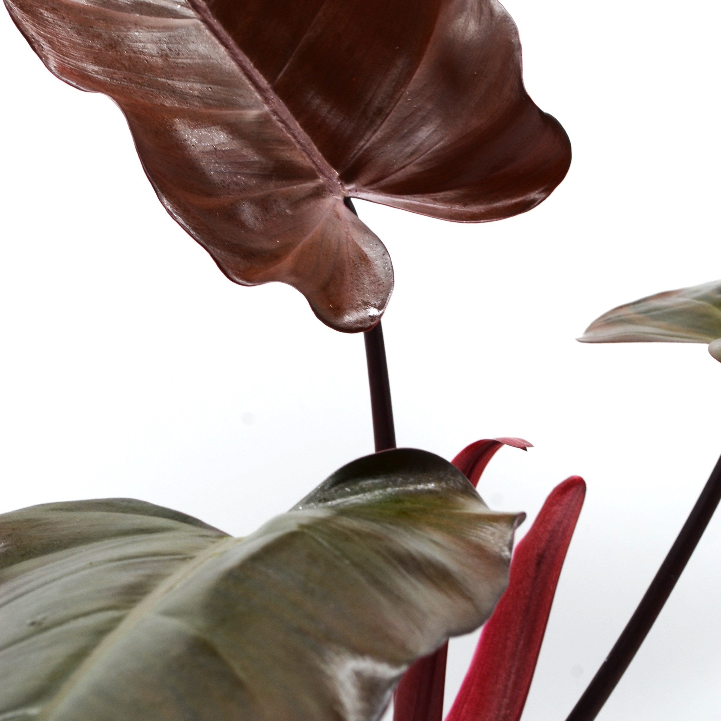 philodendron erubescens dark lord Philodendron erubescens 'Dark Lord' – Törnroos Plants
