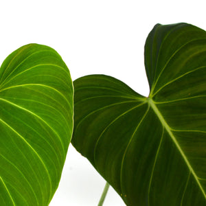 Philodendron glorious