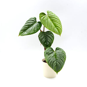 Philodendron sodiroi