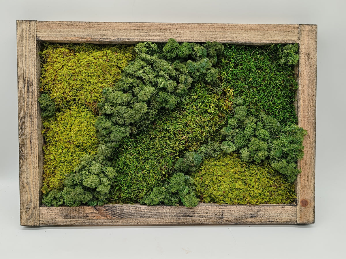 Sammaltaulu 34×50 cm