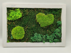 Sammaltaulu 34×50 cm