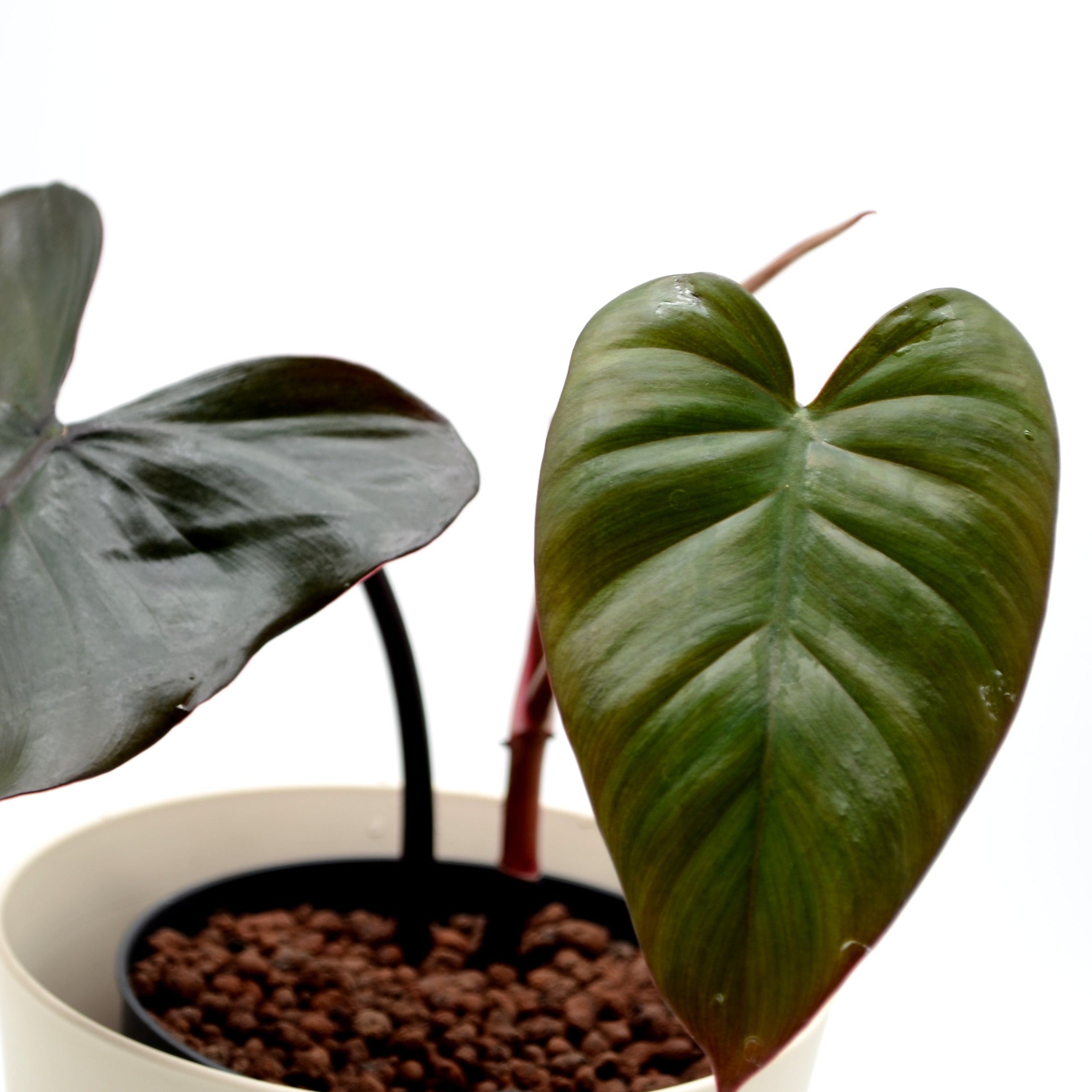 philodendron black lord Philodendron erubescens 'Dark Lord' – Törnroos Plants
