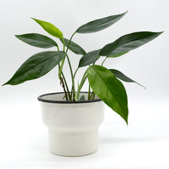 Epipremnum pinnatum