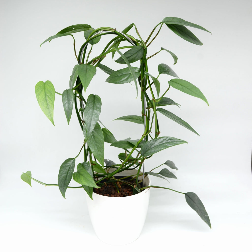 philodendron cebu blue kaufen Epipremnum pinnatum 'Cebu blue' plant support – Törnroos Plants