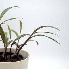 Ledebouria socialis