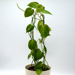 Philodendron hederaceum micans 'Green form' tuella