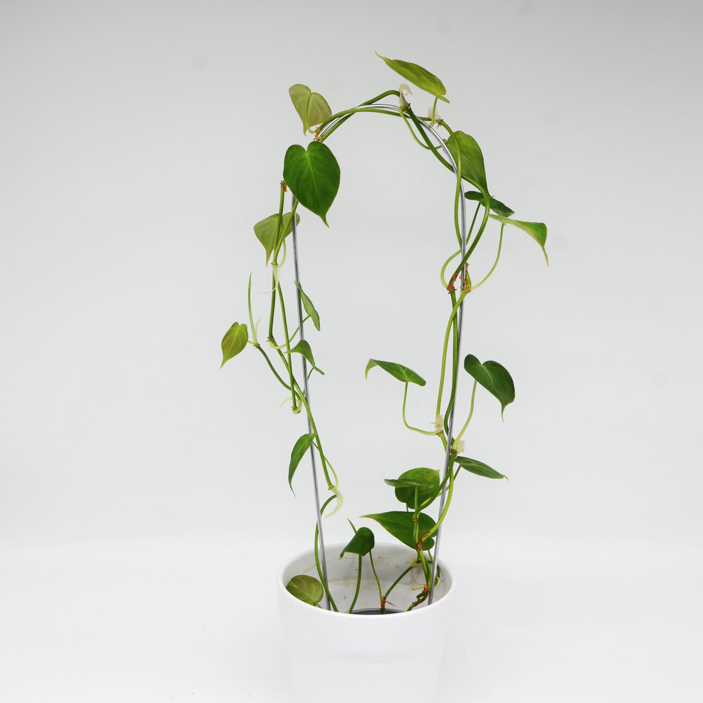 philodendron micans green form Philodendron hederaceum – Törnroos Plants