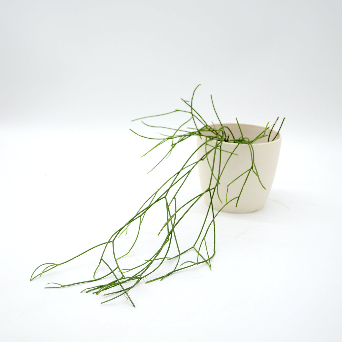 Rhipsalis baccifera