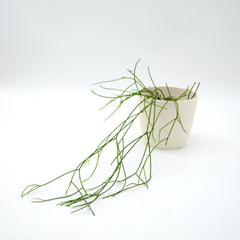 Rhipsalis baccifera