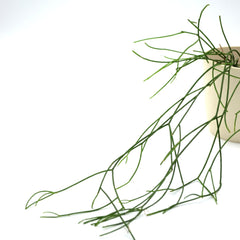 Rhipsalis baccifera