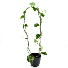 Scindapsus pictus kasvituella