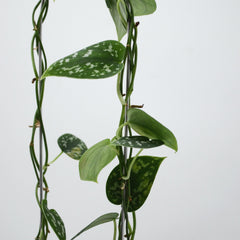 Scindapsus pictus kasvituella