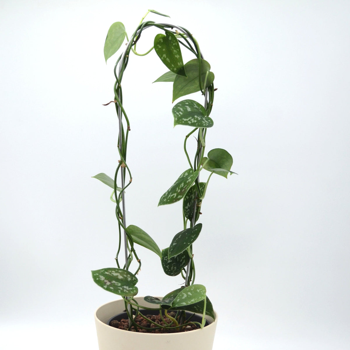 Scindapsus pictus kasvituella
