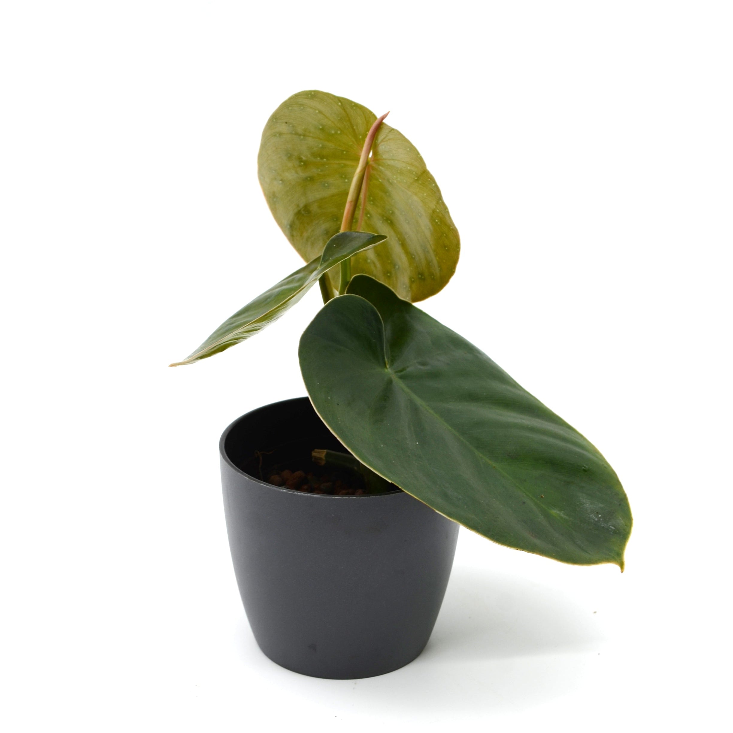 philodendron werneri Philodendron werneri