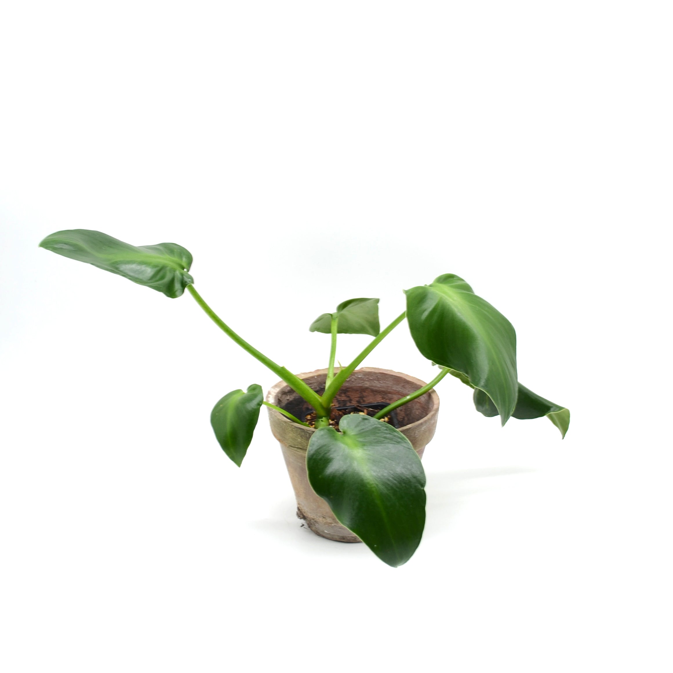 philodendron rugosum aberrant Philodendron rugosum aberrant form – Törnroos Plants