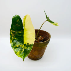 Philodendron pranks marx variegata